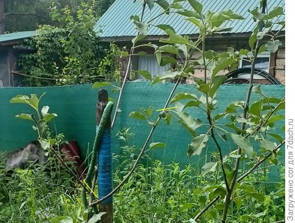 срез по желтой линии, боковые веточки обрезать на 1/3
