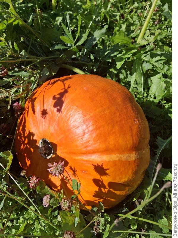 Моя тыква