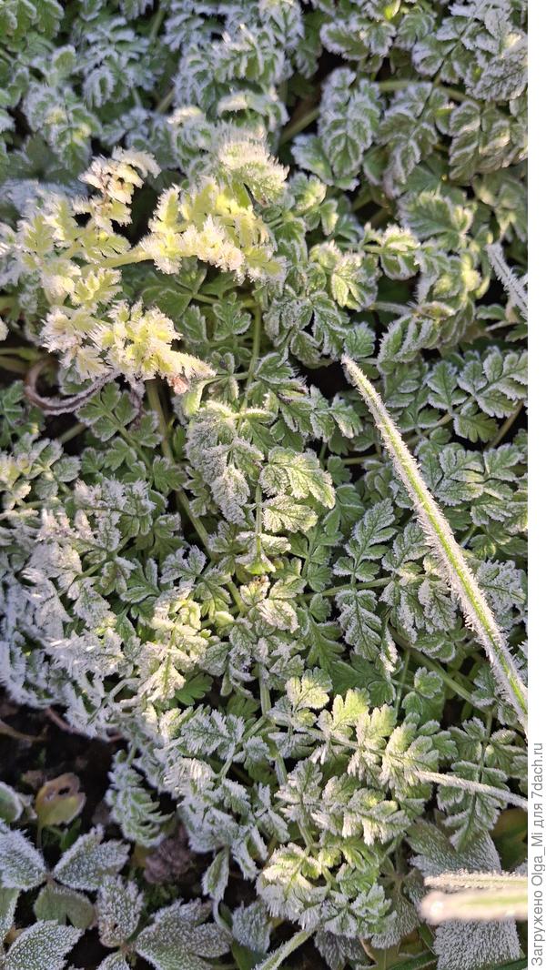 Морозная зелень