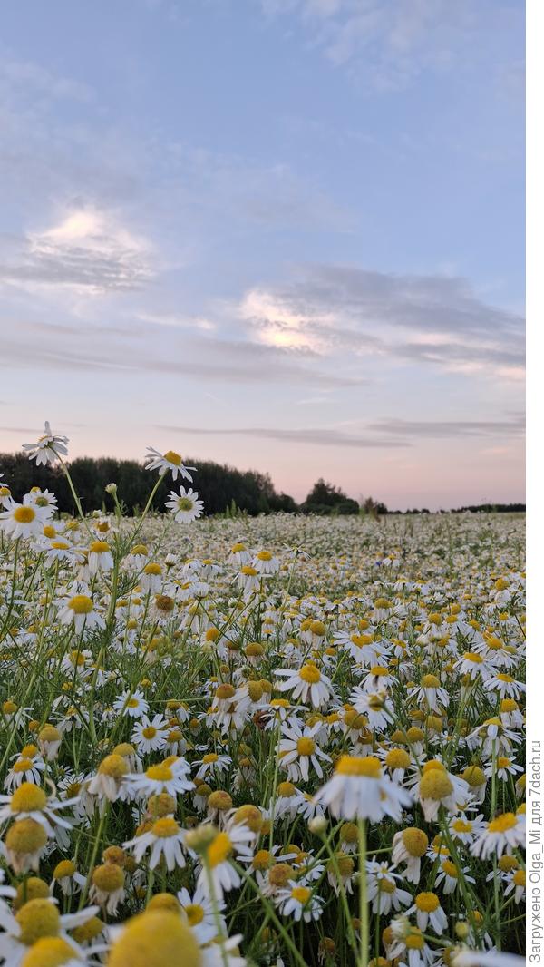 Ромашки