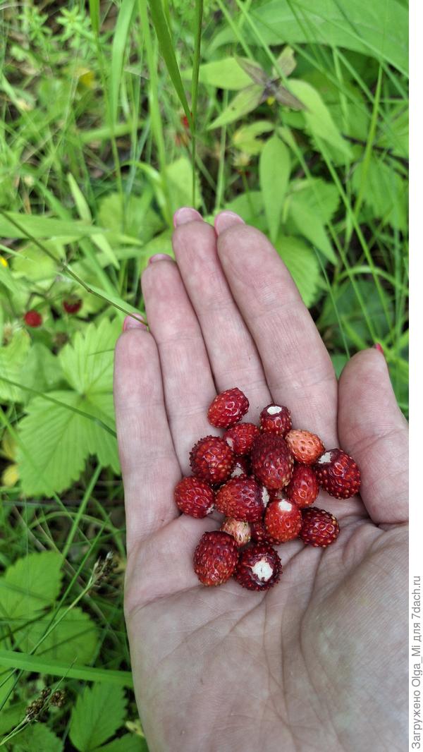 Летнее лакомство