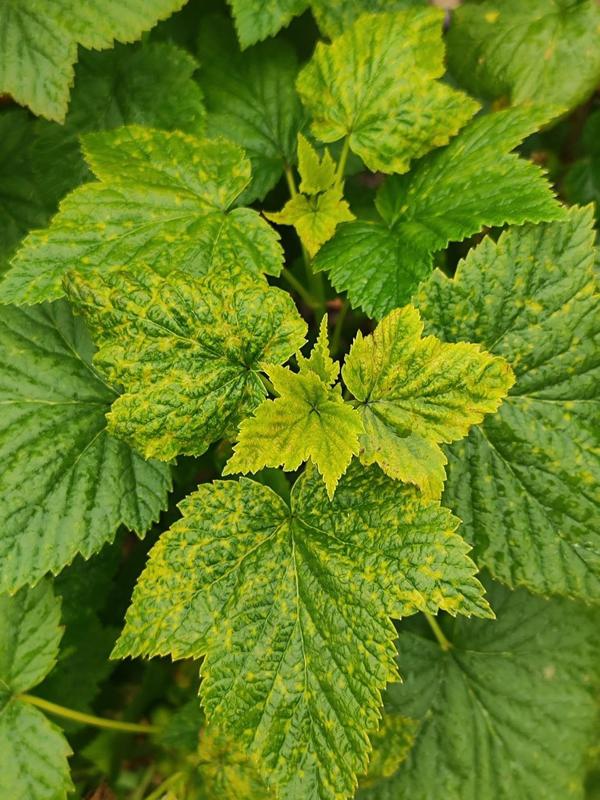 Смородина черная