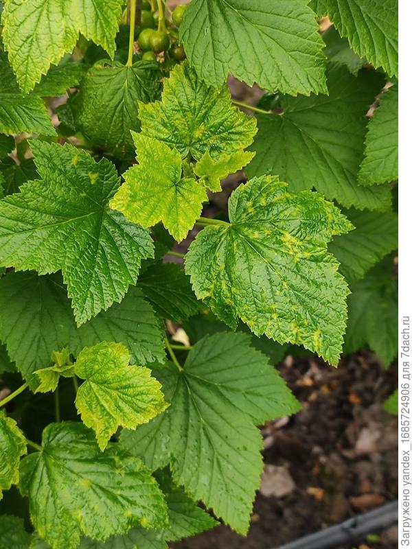 Смородина черная