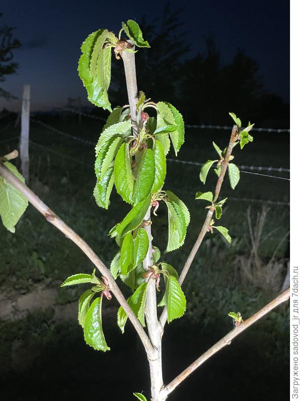 Начало увядания черешни