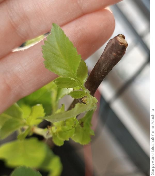 молоденькие листики