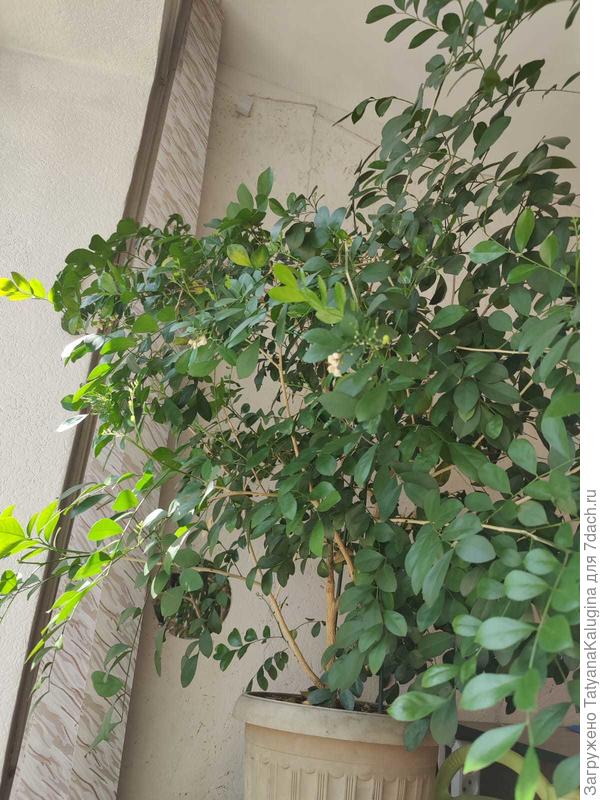 И до сих пор цветение не очень обильное, а завязи образуются очень редко и поодиночке.