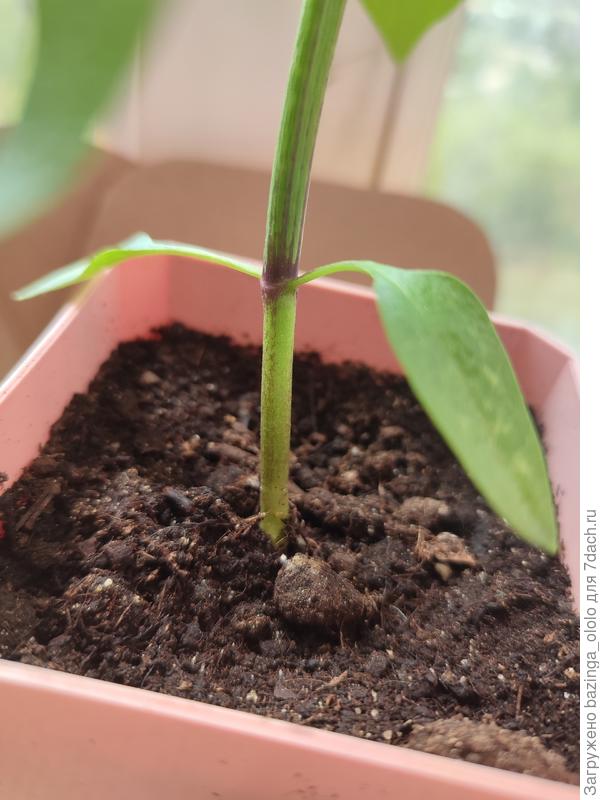 Темные полосы на стебле перца