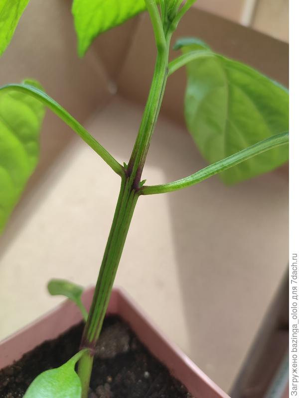 Фиолетовый стебель у перца