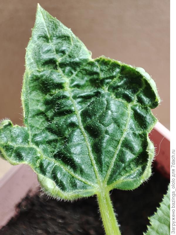 Сморщенный, скрученый лист у рассады огурца