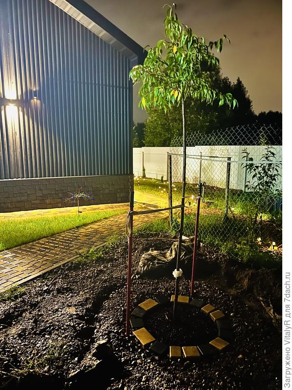 Сакура кику шидаре