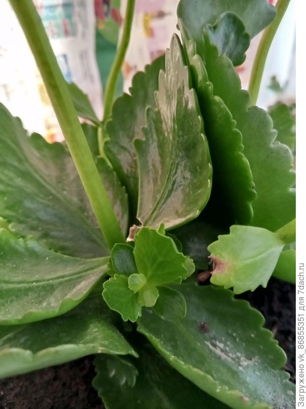 Новые побеги вырастают что с ними делать