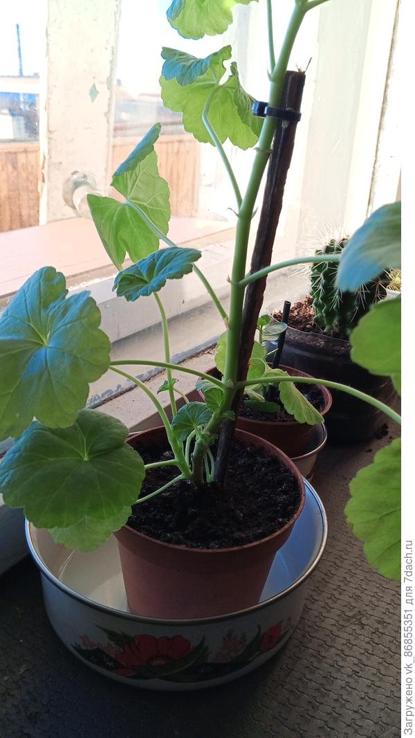 Ну вот у герани растут новые побеги