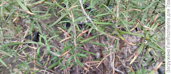 Черно-желтые листья розмарина