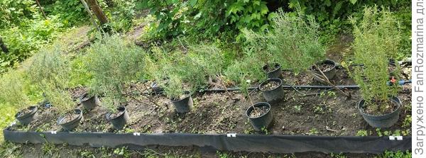 Грядка с розмарином