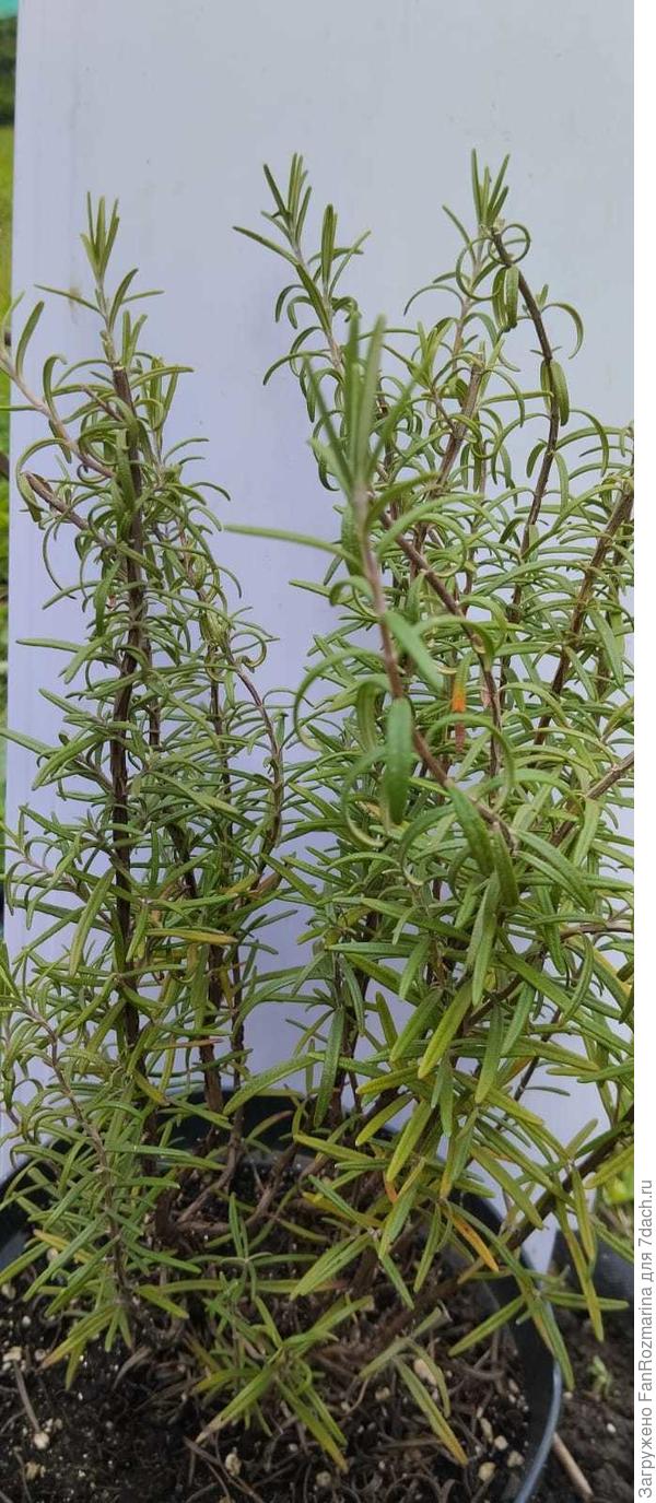 Мартовская однолетка