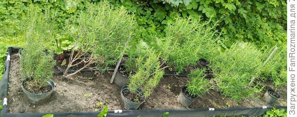 2025-07-16 Розмариновая грядка