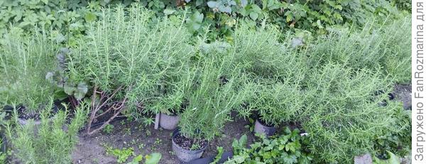 Грядка 2025-08-05