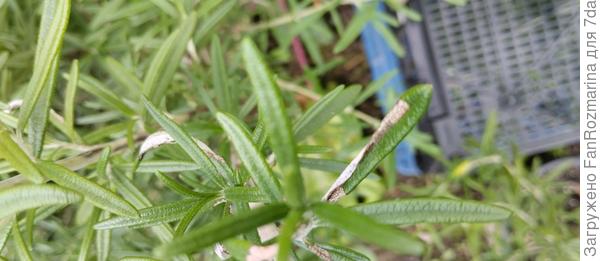 Белый налет на розмарине 2