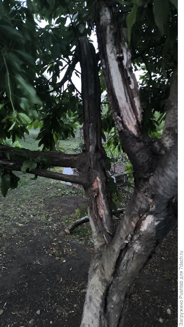 Ствол черешни