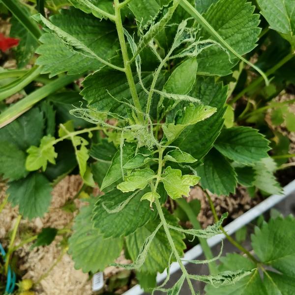 Томат с непонятной кучерявостью