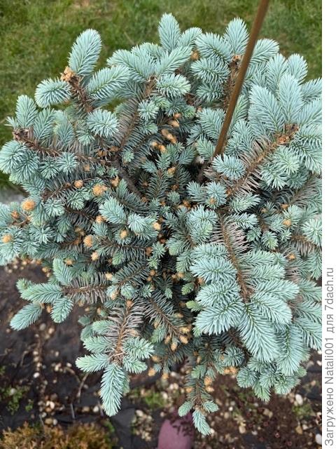 Пораженная хвоя глауки глобозы