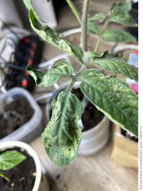 на передней стороне листа