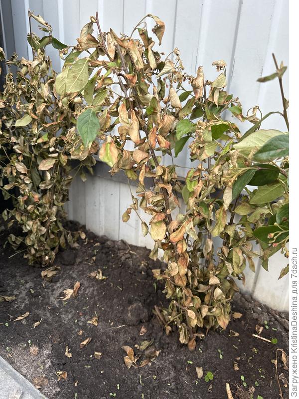 Здравствуйте, подскажите пожалуйста, что с кизильником, уже все форумы перечитала , не понимаю что делать , посадила 1,5 недели назад