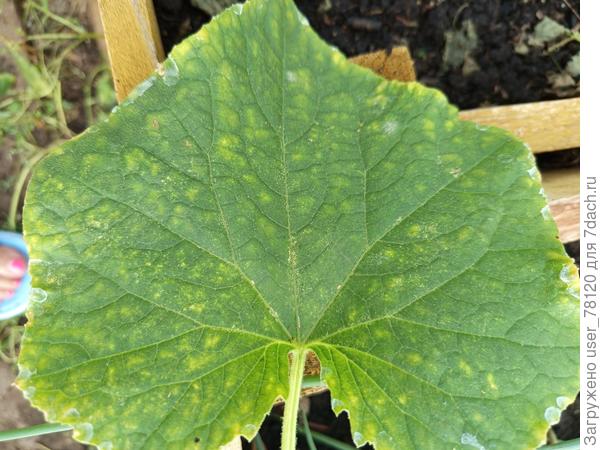 Лист огурца