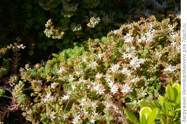 Низкорослое растение с белыми цветами