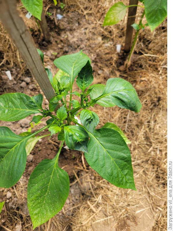 Перец в теплице