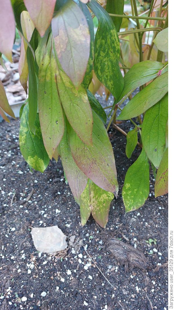 Листья пиона