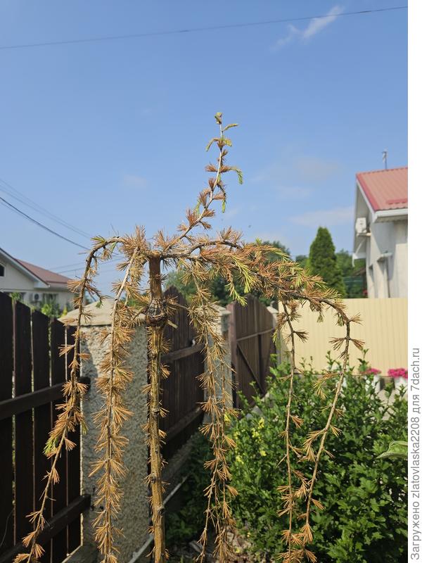 После засыхания