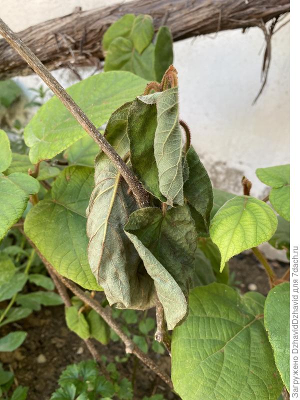 Куст киви, не понимаю что происходит засуха или перелив? (Поливаю через день)