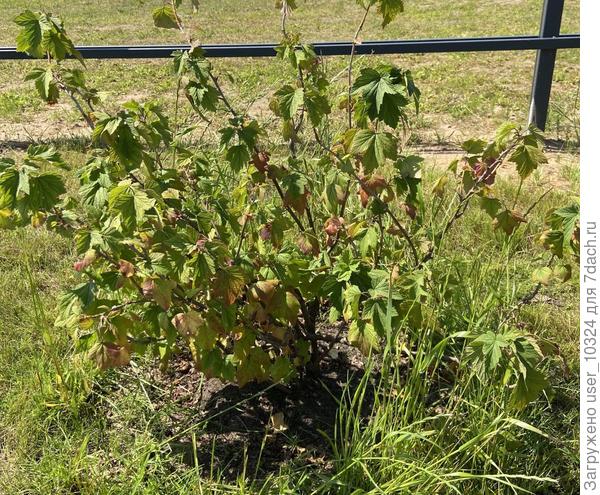 Общий вид черной смородины