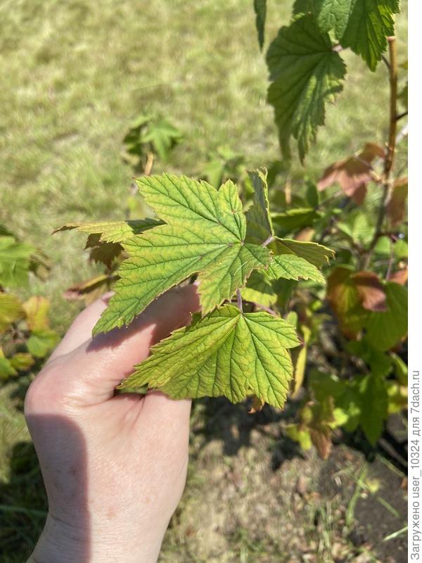 Листья черной смородины