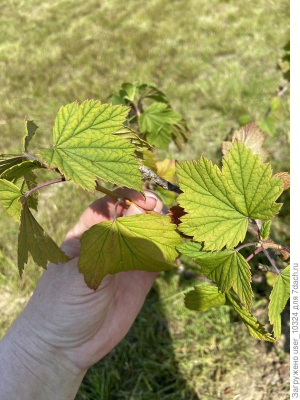 Листья черной смородины