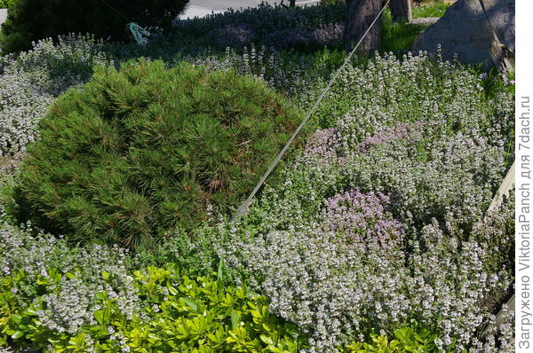 Сосна горная