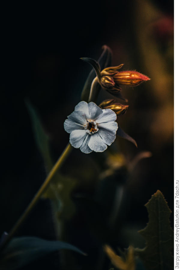 Смолёвка луговая.