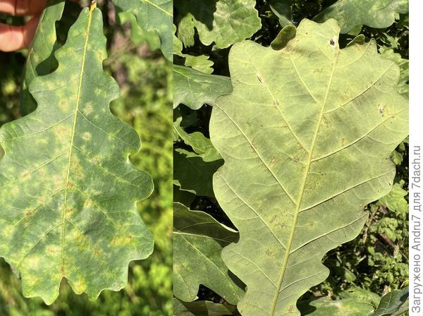 Лист крупным планом