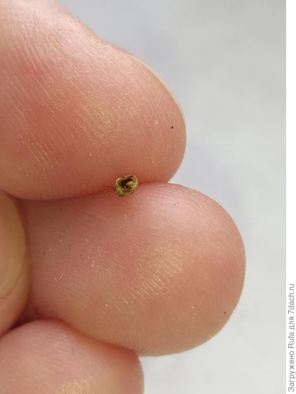 снятый нарост (шипик остался)