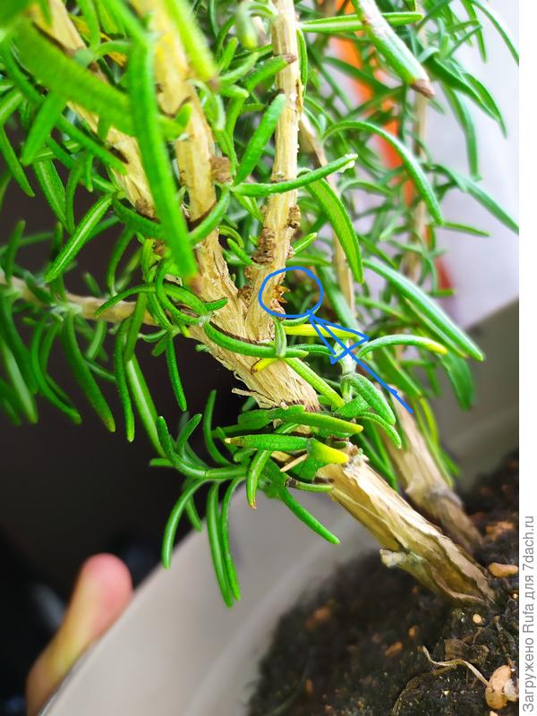 шипики после снятия нароста