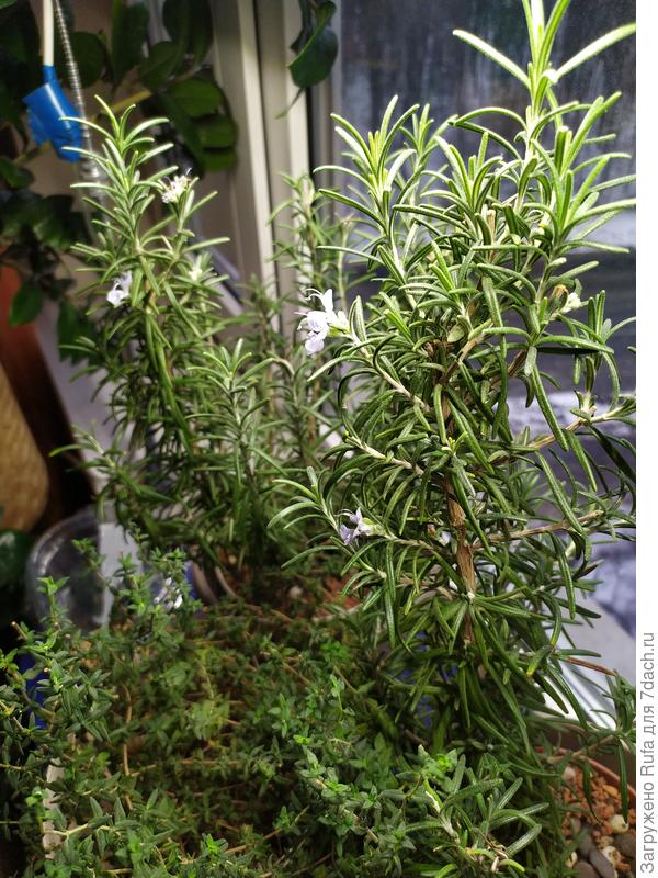 сорт не знаю, а цвел так