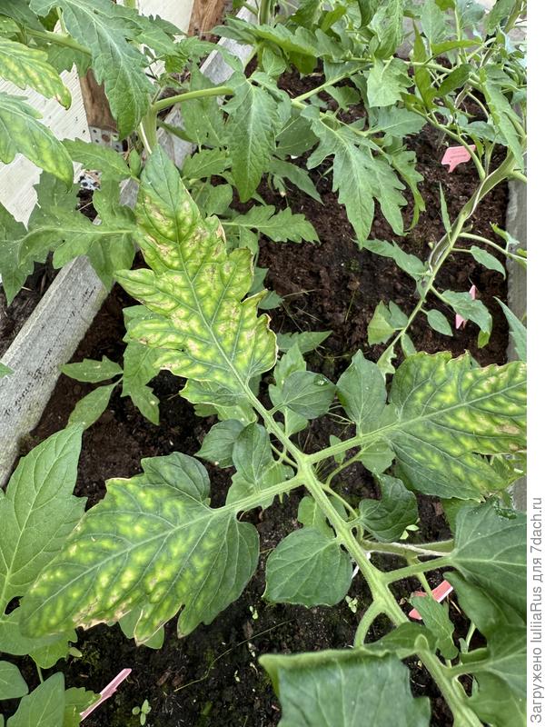 Пятна на листьях