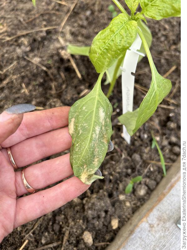 Питания не хватает? Или чем то болеют?