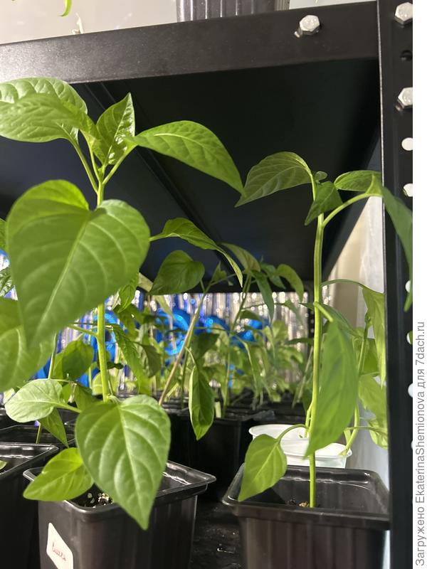 Вот так выглядела рассада перед посадкой