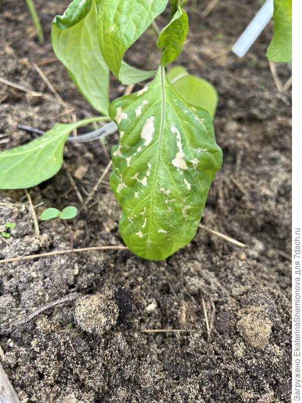 А здесь ожог или что?