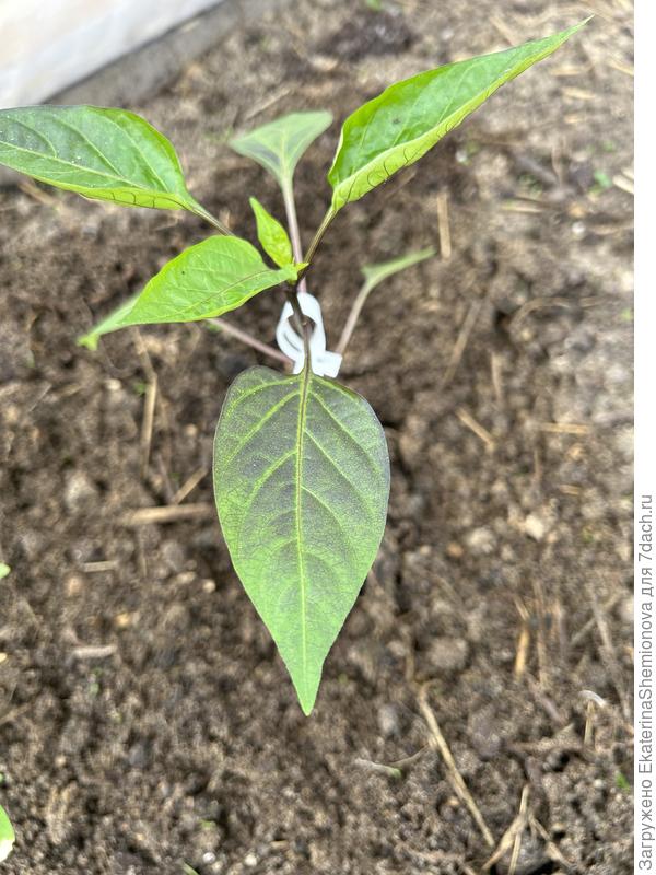 А с этим что?