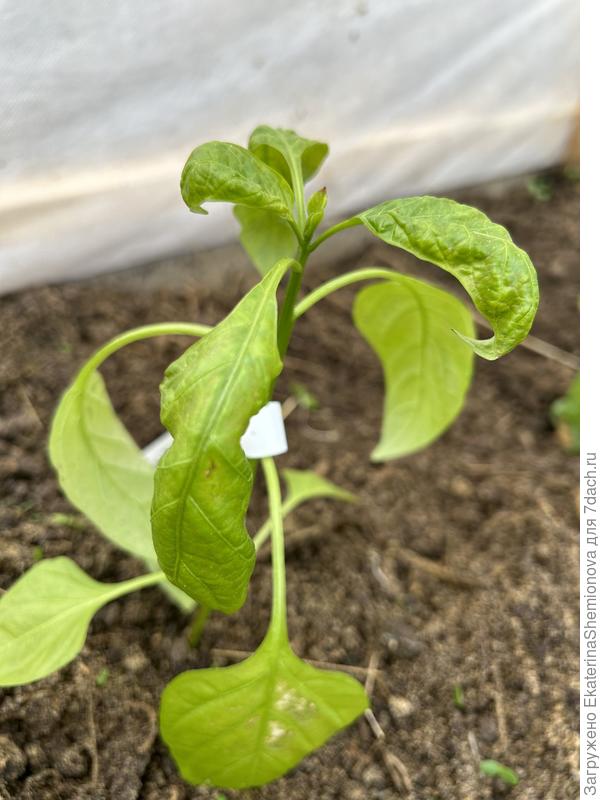 Помогите пожалуйста