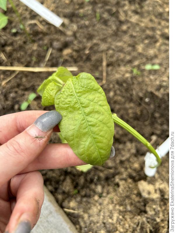 Что с перцем ?