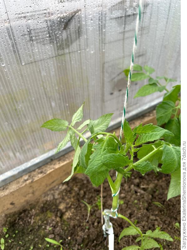 По витаминам вроде нормально?